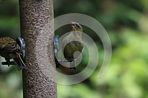 A beautiful Green Finch looking for food on a birdfeeder at a Nature Reserve