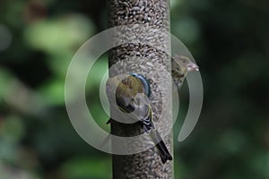 A beautiful Green Finch looking for food on a birdfeeder at a Nature Reserve