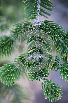 Beautiful Green Fir branch in autumn