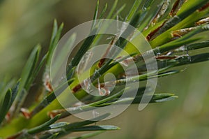 Beautiful green, fir-tree.