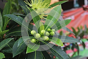 Beautiful Green flowers bud of Golden penda & x28;Xanthostemon chrysanthus& x29; in garden