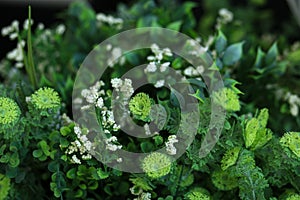 Beautiful green flowers for home in a pot