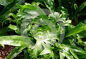 Beautiful green foliage of Climbing Bird's-nest Fern plants