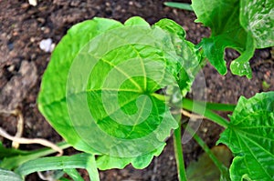 The beautiful green foliage of Plantago major growing in the vegetable garden in the backyard