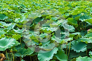 Beautiful green foliage texture of lotus leaves