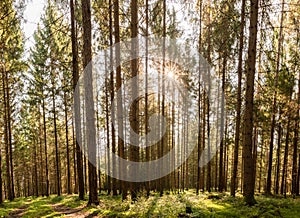 Beautiful green forest panorama with sun rays coming through