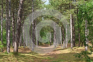 Forest of pines in summer in vlieland, netherlands. photo