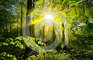 Beautiful green forest scenery