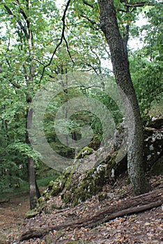 Beautiful, green forest in summer