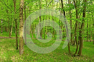 Beautiful green forest with trees in the background. Concept for nature and environment. Spring in the forest landscape