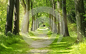 Beautiful Green Forest trees with morning sunlight, Path in spring forest