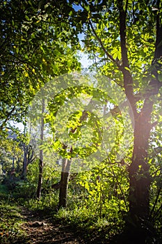 Beautiful green forest woods pathway with sun rays piercing through