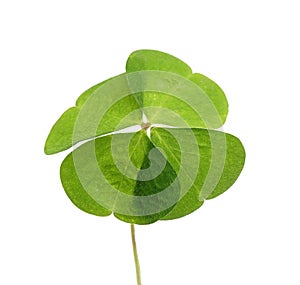 Beautiful green four leaf clover isolated on white