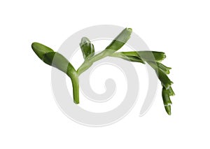 Beautiful green freesia buds isolated on white
