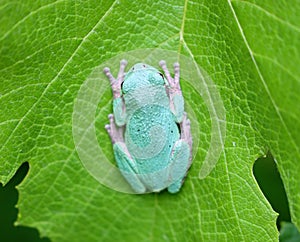 Beautiful Green Frog at a leaf in a pond in Michigan during summer