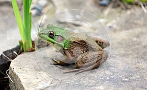 Beautiful Green Frog at a water pond in Michigan during summer