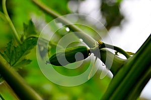 A beautiful green fruit on tree abd in rainfall