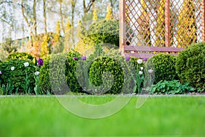 Beautiful green garden with frsesh boxwood bushes, flowers and wood grating summerhouse.Scenic summer gardening background.