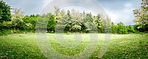 A beautiful green glade with flowering acacia trees and clover flowers. Panoramic view. Spring nature background