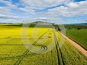 Beautiful green and gold fields of wheat and canola rural Australia