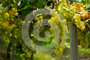 Beautiful Green Grape Vines in Rural Vineyard, Clean and Healthy Grapes with Nutritions and Vitamins