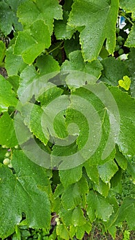 Beautiful green grapevine leaves with water droplets