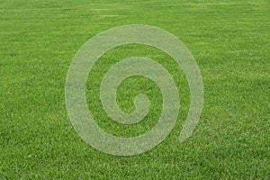 Beautiful green grass texture.