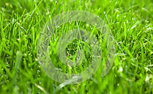 Beautiful green grass background closeup in bright sunny day