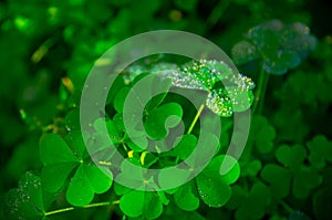 Beautiful green grass