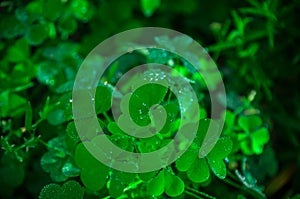 Beautiful green grass