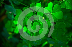 Beautiful green grass