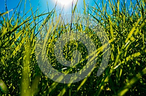 Beautiful green grass