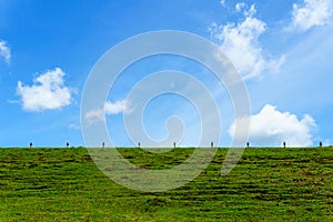 beautiful green grass on the earth wall of dam with blue sky with cloud for background or wallpaper