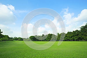 Beautiful green grass field and fresh plant in vibrant meadow ag