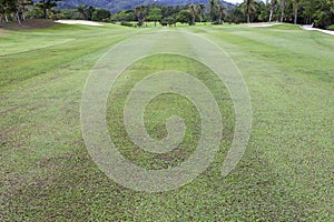 Beautiful green grass field of golf course
