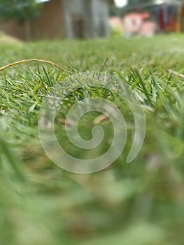 Beautiful Green grass field in indone