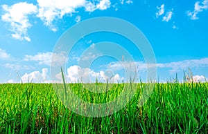 Beautiful green grass field on sunshine day with blue sky and white cumulus clouds.