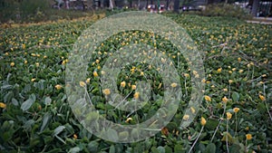 Beautiful green grass field texture medium angle shot photo