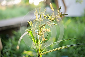 Beautiful green grass flower or poaceae in the garden for nature