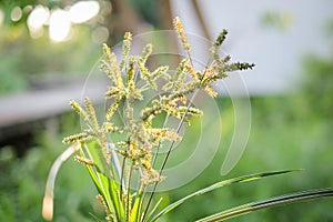 Beautiful green grass flower or poaceae in the garden for nature