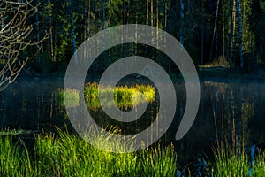 Beautiful green grass growing in the flooded wetlands during spring. Grass reflections on the water surface