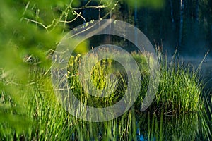 Beautiful green grass growing in the flooded wetlands during spring. Grass reflections on the water surface