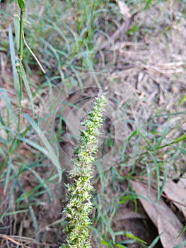 A beautiful green grass leafs spring season/blooming WHITE/park garden/out door/natural foliage