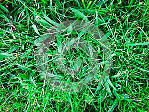 Beautiful green grass pattern from golf course for background. Copy space for work and design, Top view