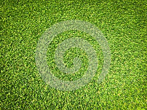 Beautiful green grass pattern from golf course for background. Copy space for work and design, Top view