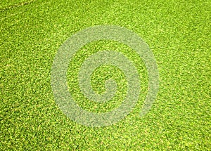 Beautiful green grass pattern from golf course for background. Copy space for work and design, Top view