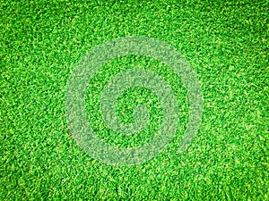 Beautiful green grass pattern from golf course for background. Copy space for work and design, Top view