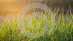 Beautiful green grass in the sunset light. Close-up. Background for design. Nature. Soft selective focus