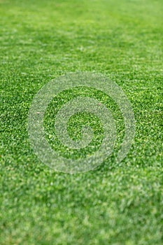 Beautiful green grass texture