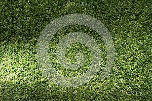 Beautiful green grass texture
